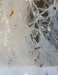 Sciomyzoidea