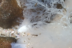 Sciomyzoidea