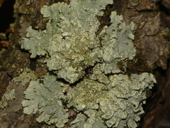 Crespoa crozalsiana