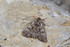 Pachetra sagittigera