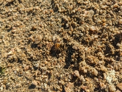 Apis mellifera