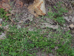 Alternanthera micrantha