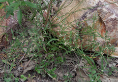 Alternanthera micrantha