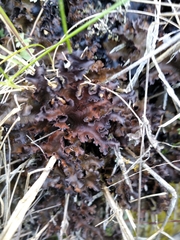 Pseudocyphellaria dissimilis