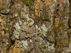 Physconia leucoleiptes
