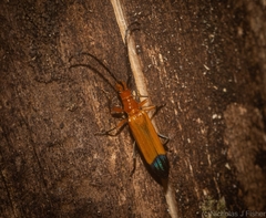 Stenoderus ostricilla