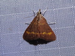 Pyrausta pseuderosnealis