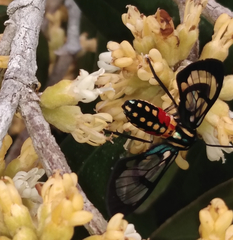 Poecilosoma eone