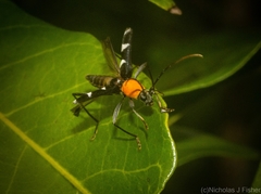 Demonax chrysoderes