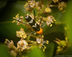 Demonax chrysoderes