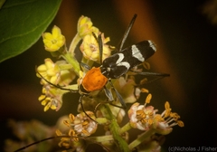 Demonax chrysoderes