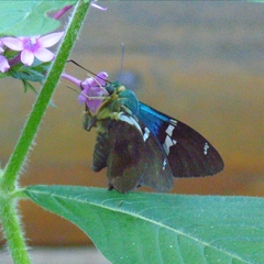 Astraptes fulgerator fulgerator