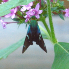 Astraptes fulgerator fulgerator