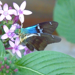 Astraptes fulgerator fulgerator