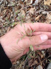 Poa cuspidata