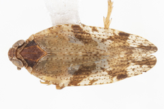 Cixiosoma bonaerense