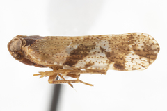 Cixiosoma bonaerense