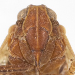 Cixiosoma bonaerense