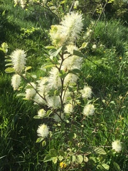 Fothergilla major