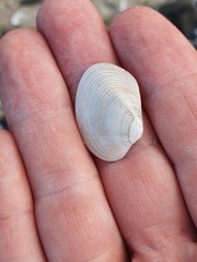 Venerupis largillierti