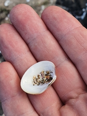 Venerupis largillierti