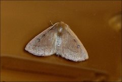 Anthela addita