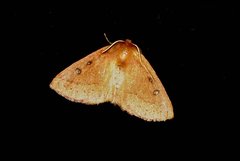 Anthela addita