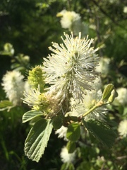 Fothergilla major