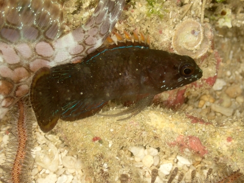 Banded devilfish (Plesiops coeruleolineatus) — Plesiopidae — 5