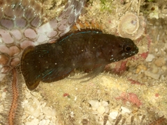 Plesiops coeruleolineatus