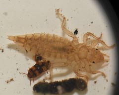 Lioporeus triangularis