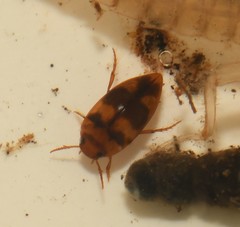 Lioporeus triangularis