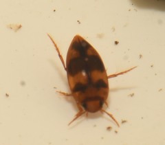 Lioporeus triangularis