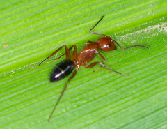 Camponotus decipiens