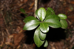 Acronychia pauciflora