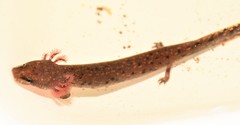 Necturus beyeri