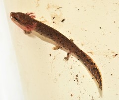 Necturus beyeri