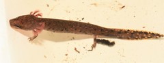 Necturus beyeri