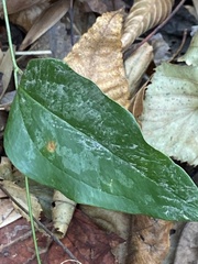 Puccinia smilacis