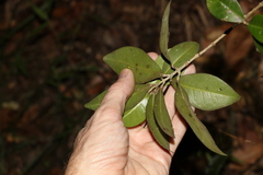 Acronychia pauciflora
