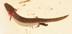 Necturus beyeri