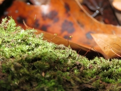 Anacamptodon splachnoides