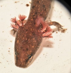 Necturus beyeri