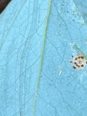 Puccinia smilacis