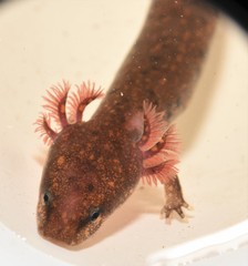 Necturus beyeri