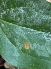 Puccinia smilacis
