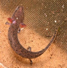 Necturus beyeri