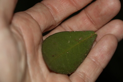 Acronychia pauciflora