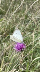 Pieris rapae
