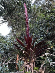 Tillandsia pastensis